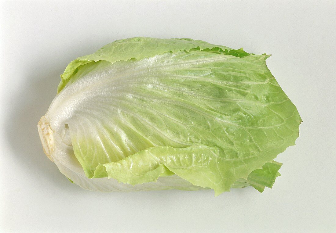 Sugar loaf lettuce