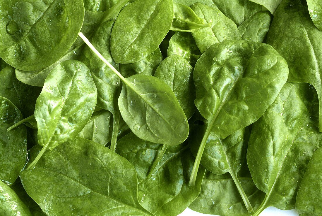 Freshly washed spinach (close-up)