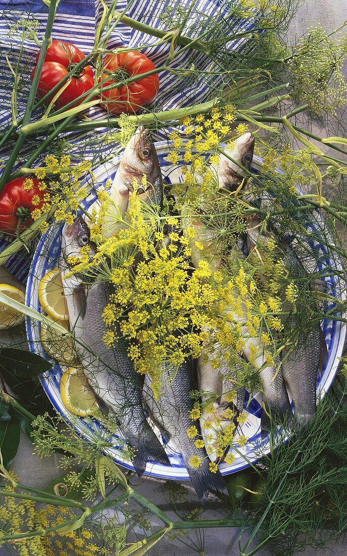 Sea perch with fennel leaves on a plate