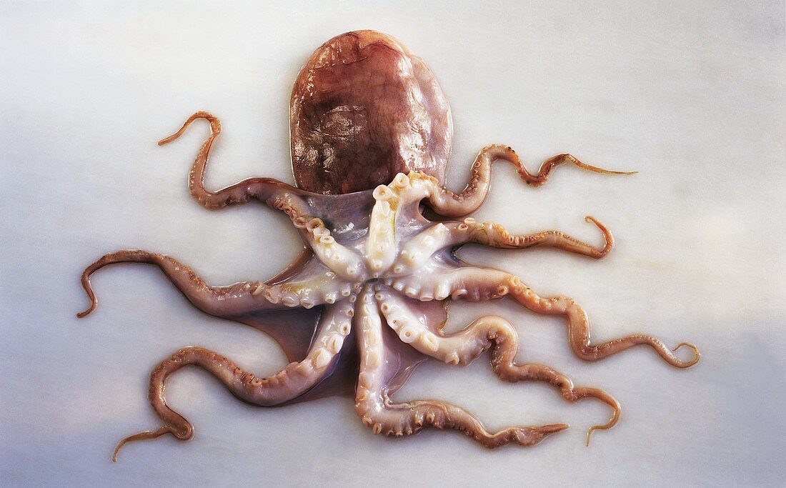 Ein Octopus Vulgaris (Krake)