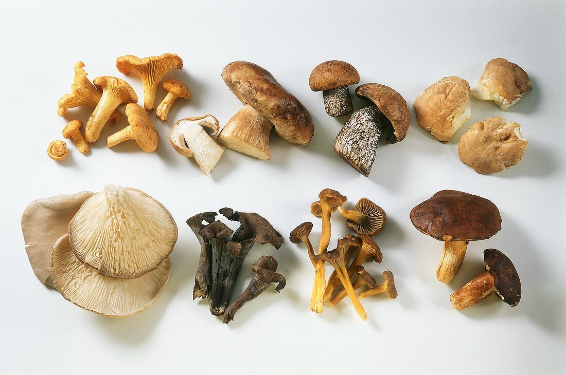 Various fresh mushrooms