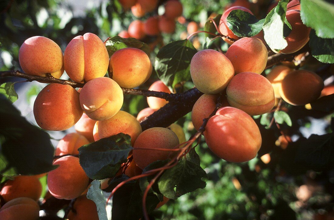 Reife Aprikosen am Baum (Wachauer Marille)