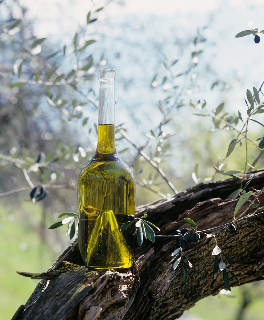 Eine Flasche Olivenöl auf einen Baum gestellt