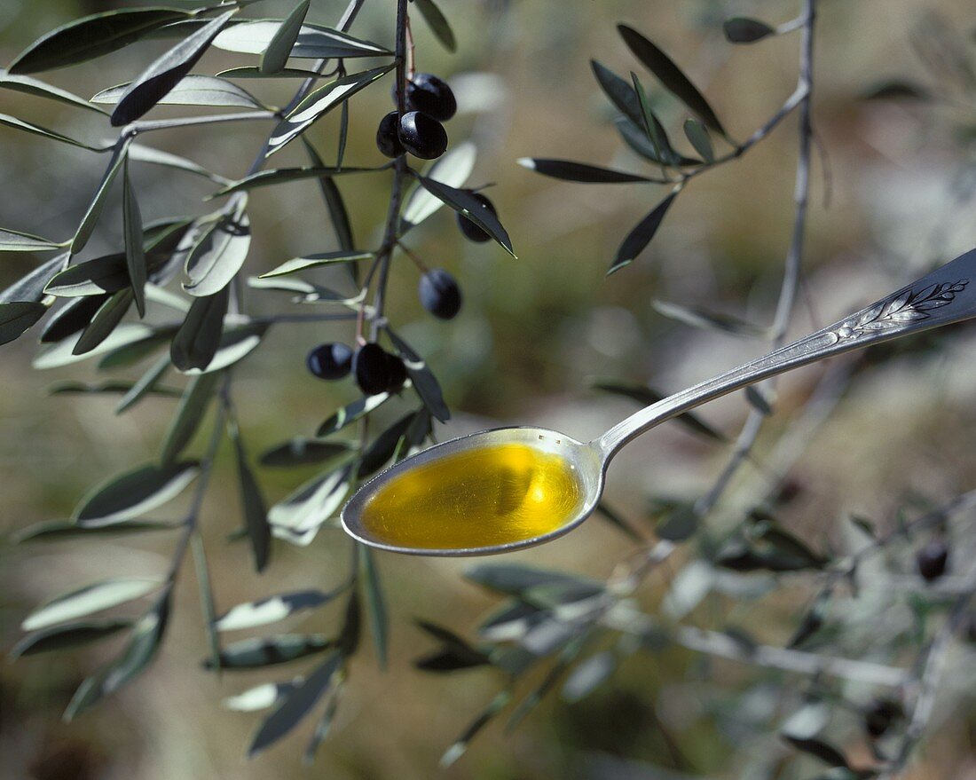 Olivenöl auf Löffel vor Olivenzweig mit Oliven
