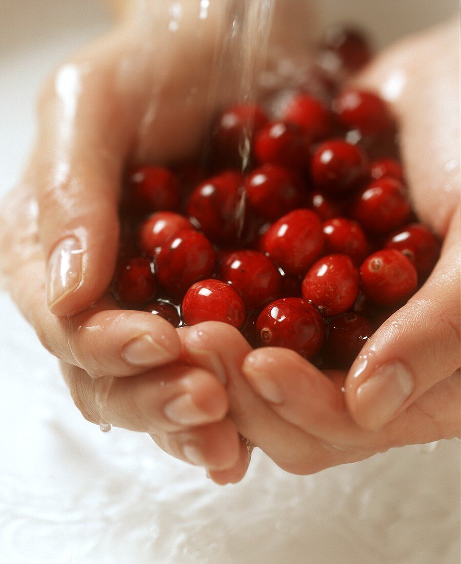 Hand hält Cranberries unter fliessendes Wasser
