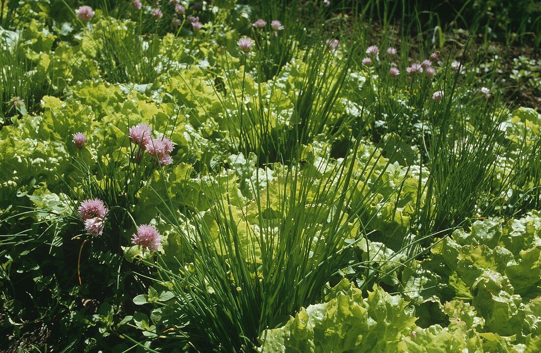 Gemüsegarten mit Salaten und Schnittlauch