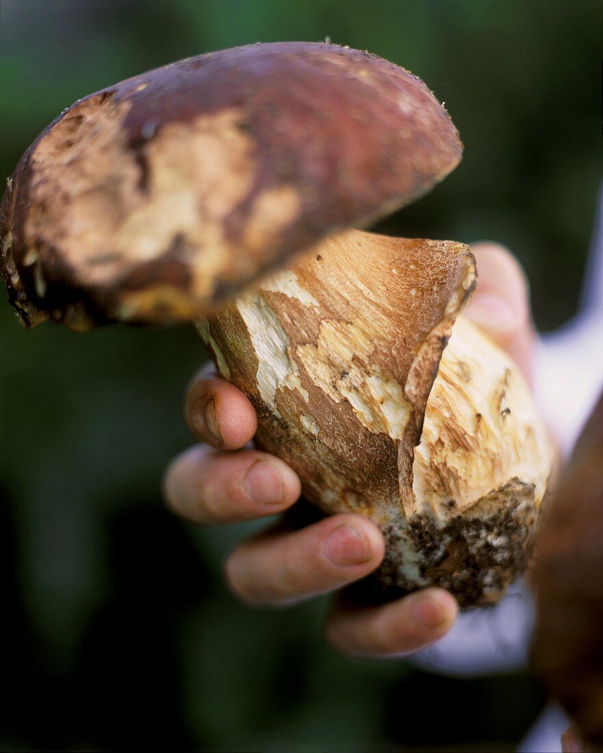 Hand holding a yellow boletus