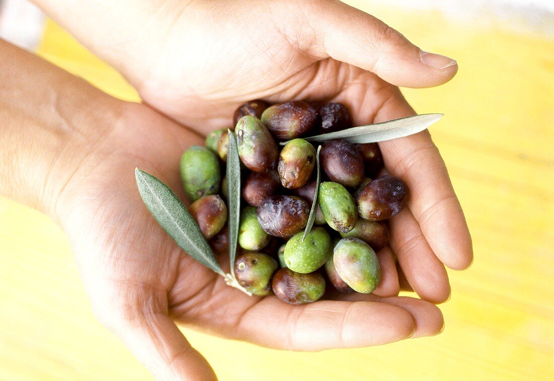 Frische Oliven in Händen