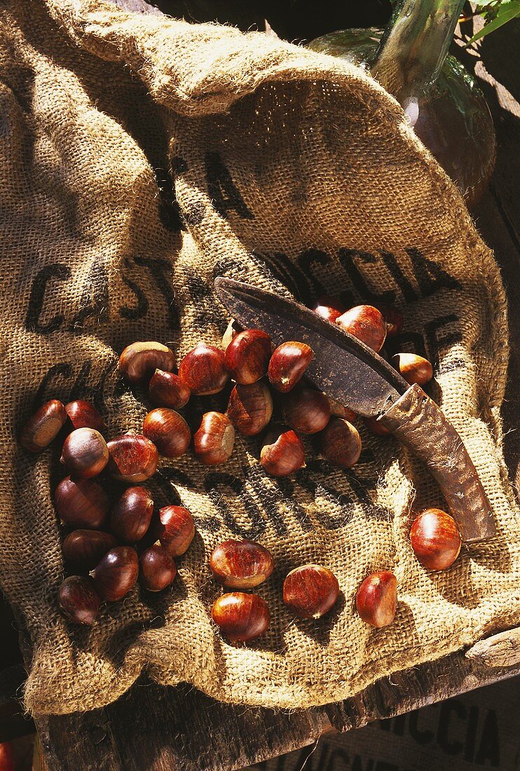 Sweet chestnuts on a jute sack