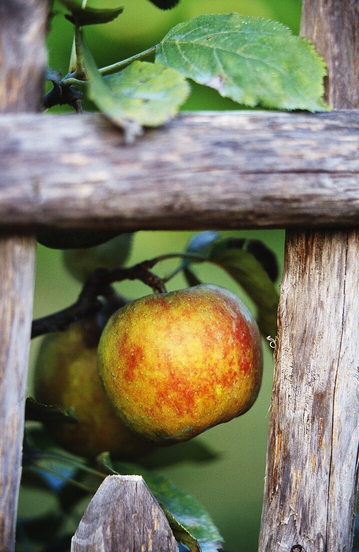 Apfel hängt am Zweig