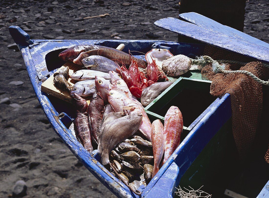 Frisch gefangene Fische und Meeresfrüchte im Boot