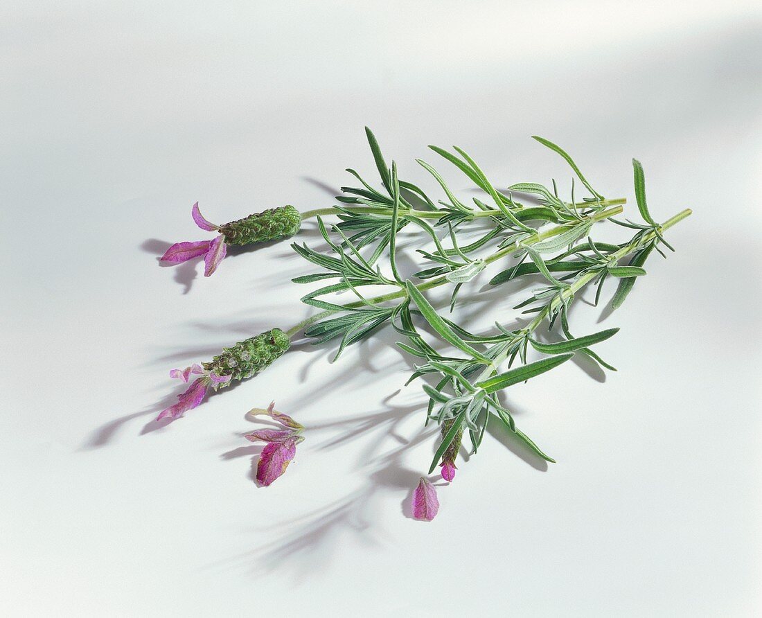 Lavendel mit Blüten