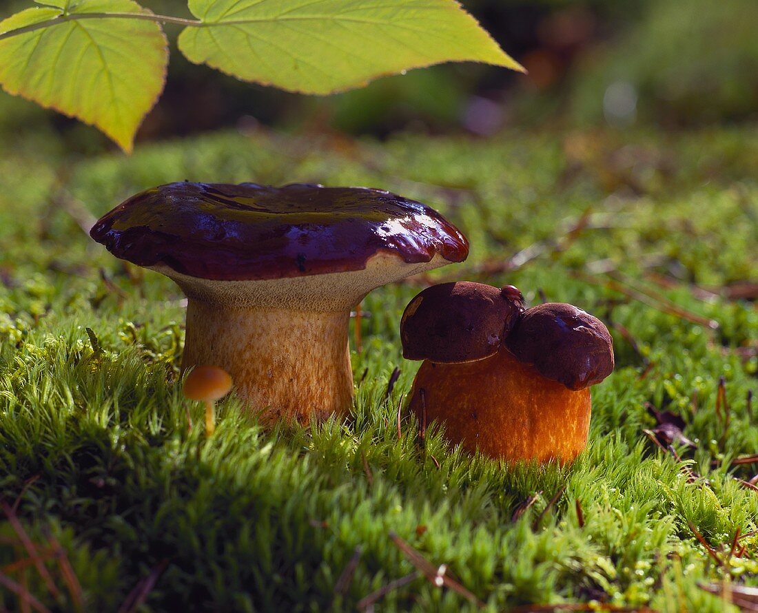 Bay boletes (Boletus badius, syn. Xerocomus badius), in a forest clearing