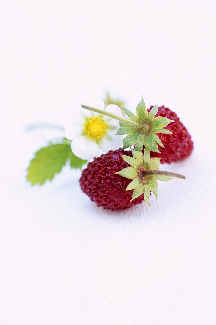 Wild strawberries and flower