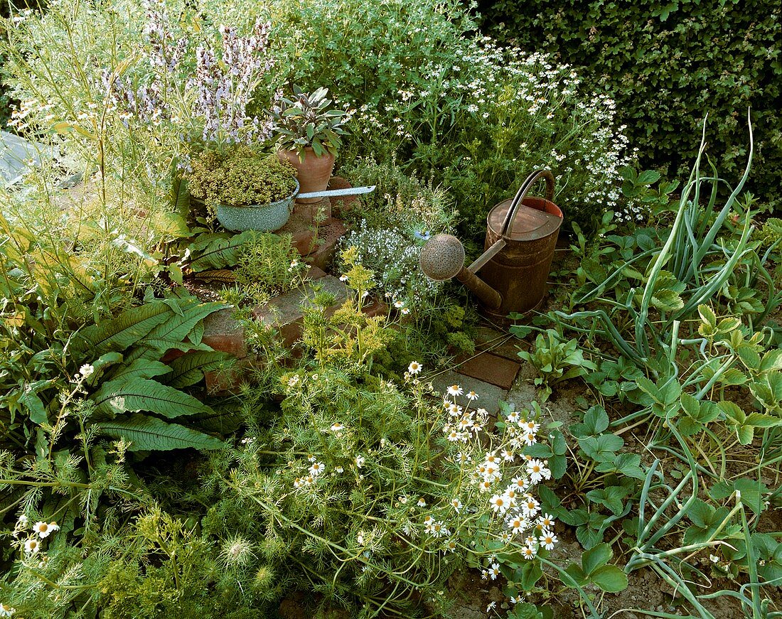 Herb garden with old watering can