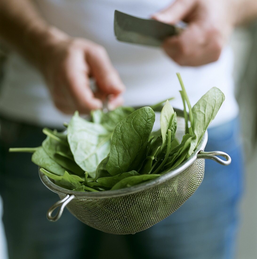 Hands holding sieve with fresh spinach and knife