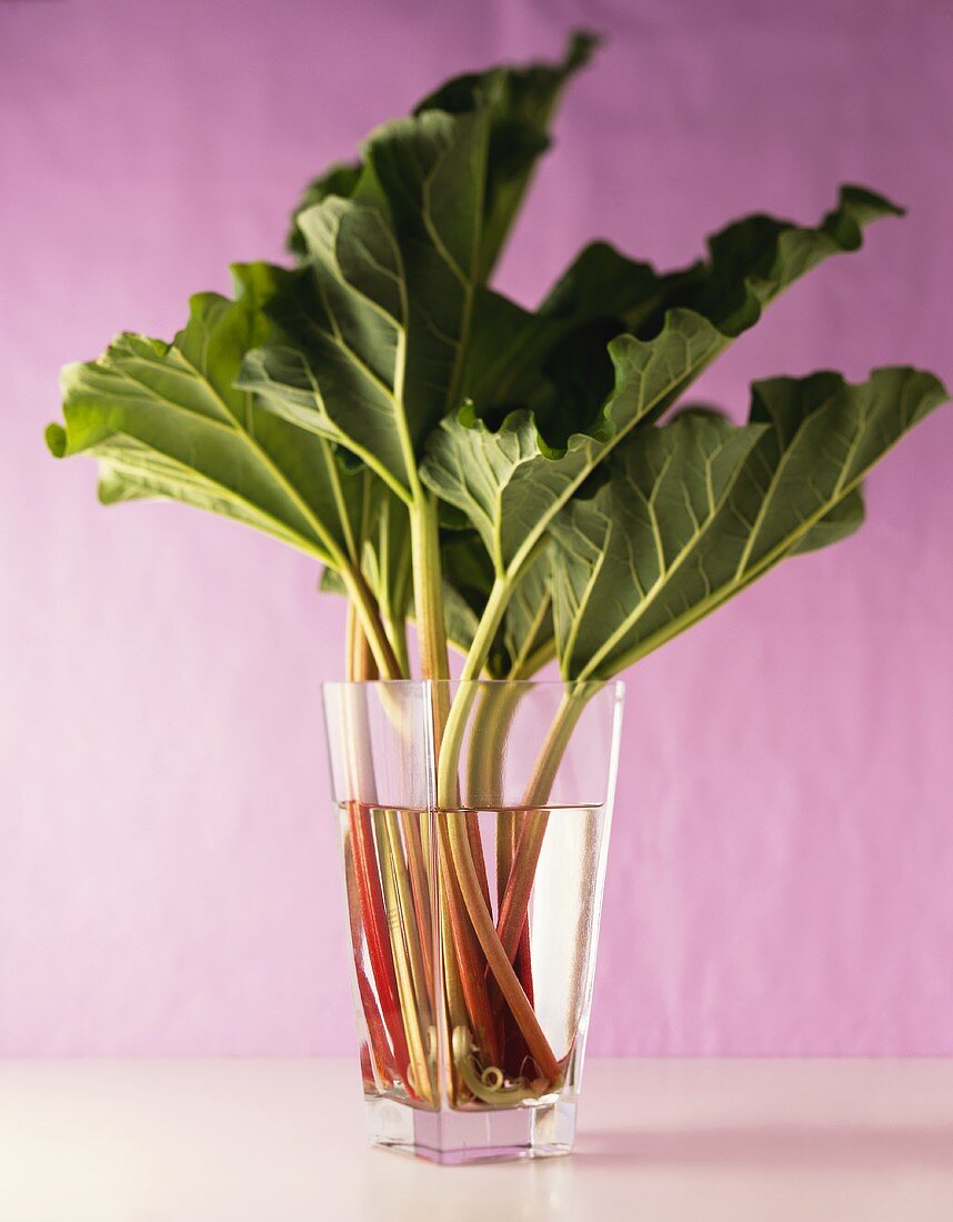 Fresh rhubarb with leaves in glass of water