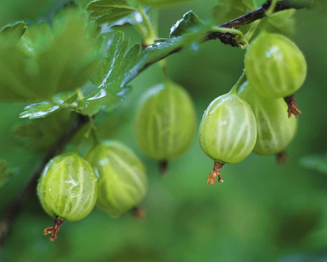 Grüne Stachelbeeren auf dem Strauch