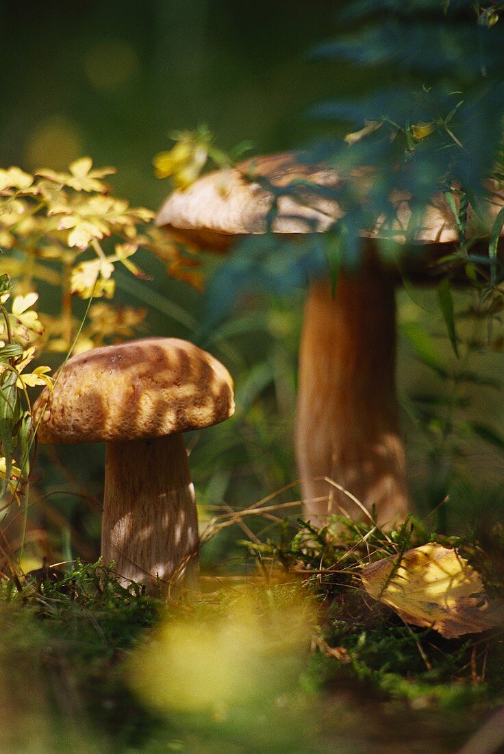 Steinpilze (Boletus edulis) im Wald