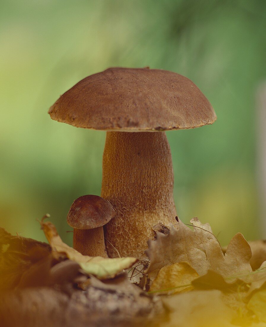 Large and small ceps in leaves