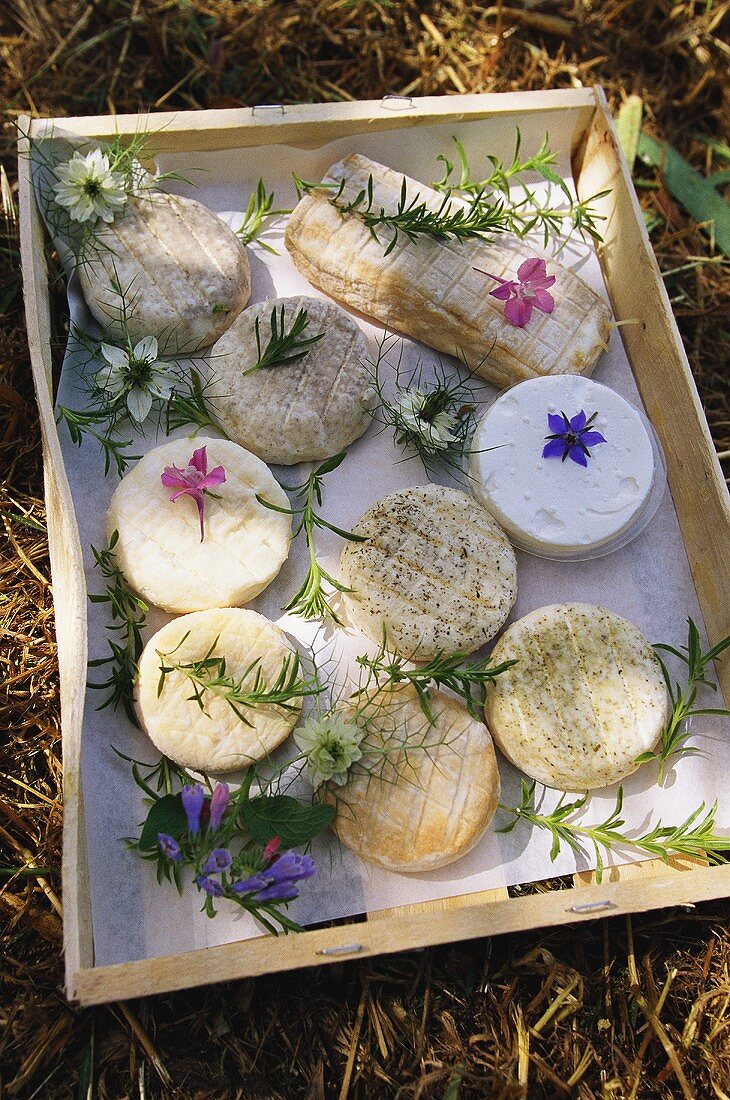 Various French goat's cheeses in crate
