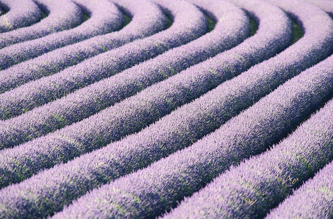 Lavender field (close-up)