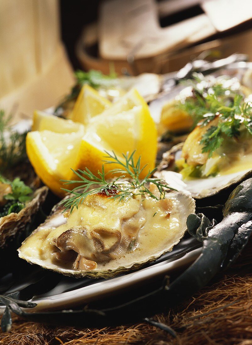 Oyster gratin in the shells