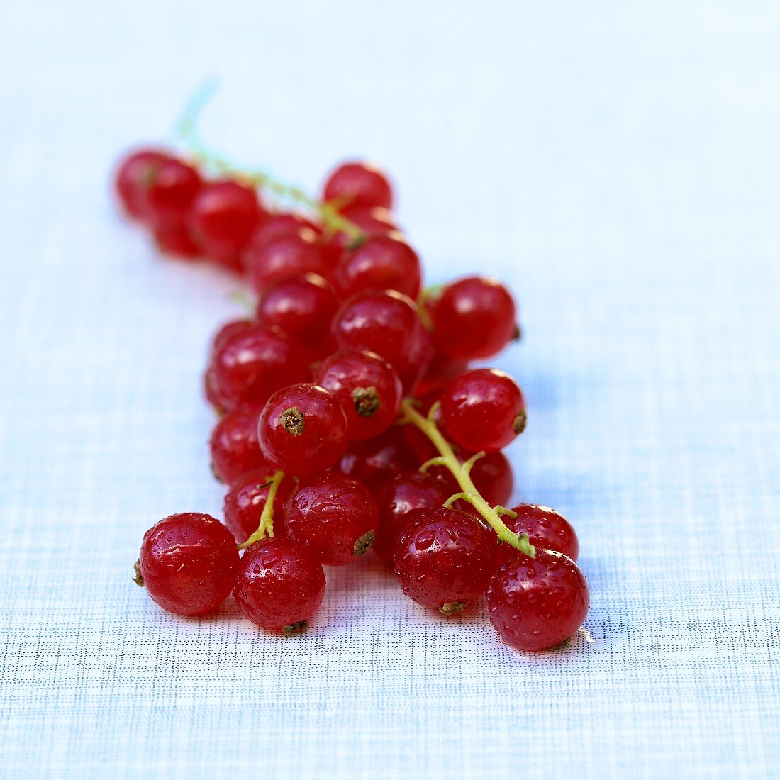 Redcurrants on blue background
