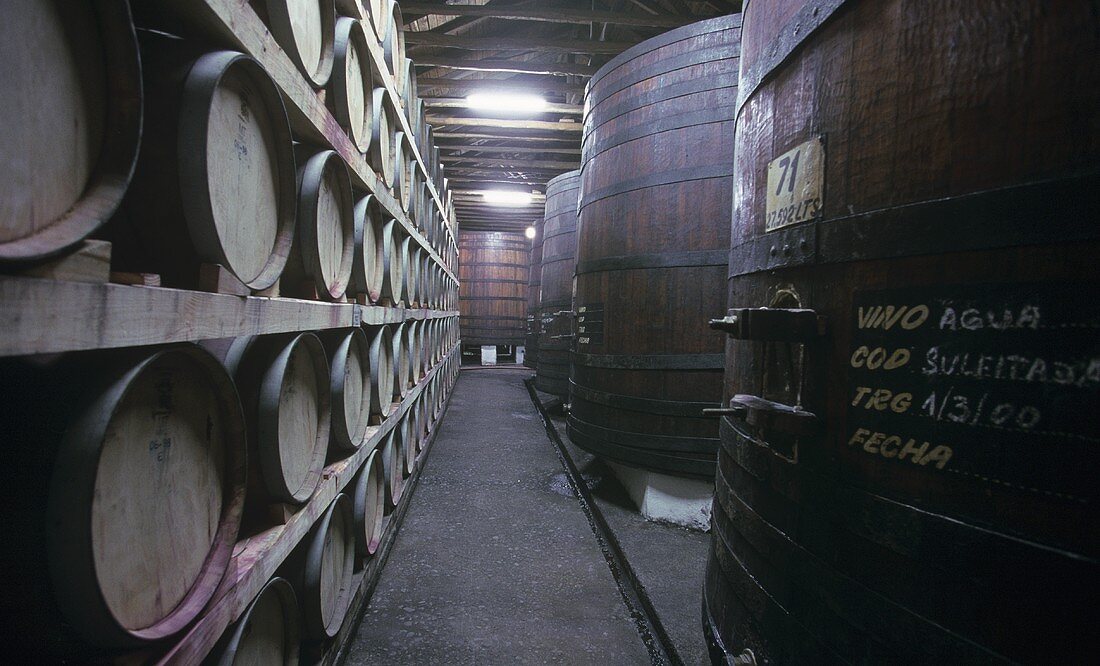 Holzfässer im Weinkeller von Vina Montes, Curico, Chile