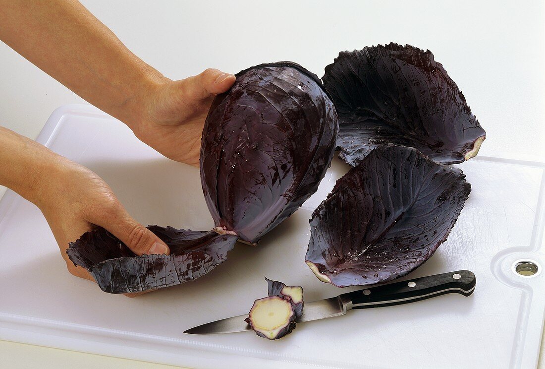 Cleaning red cabbage (pulling leaves from the stalk)