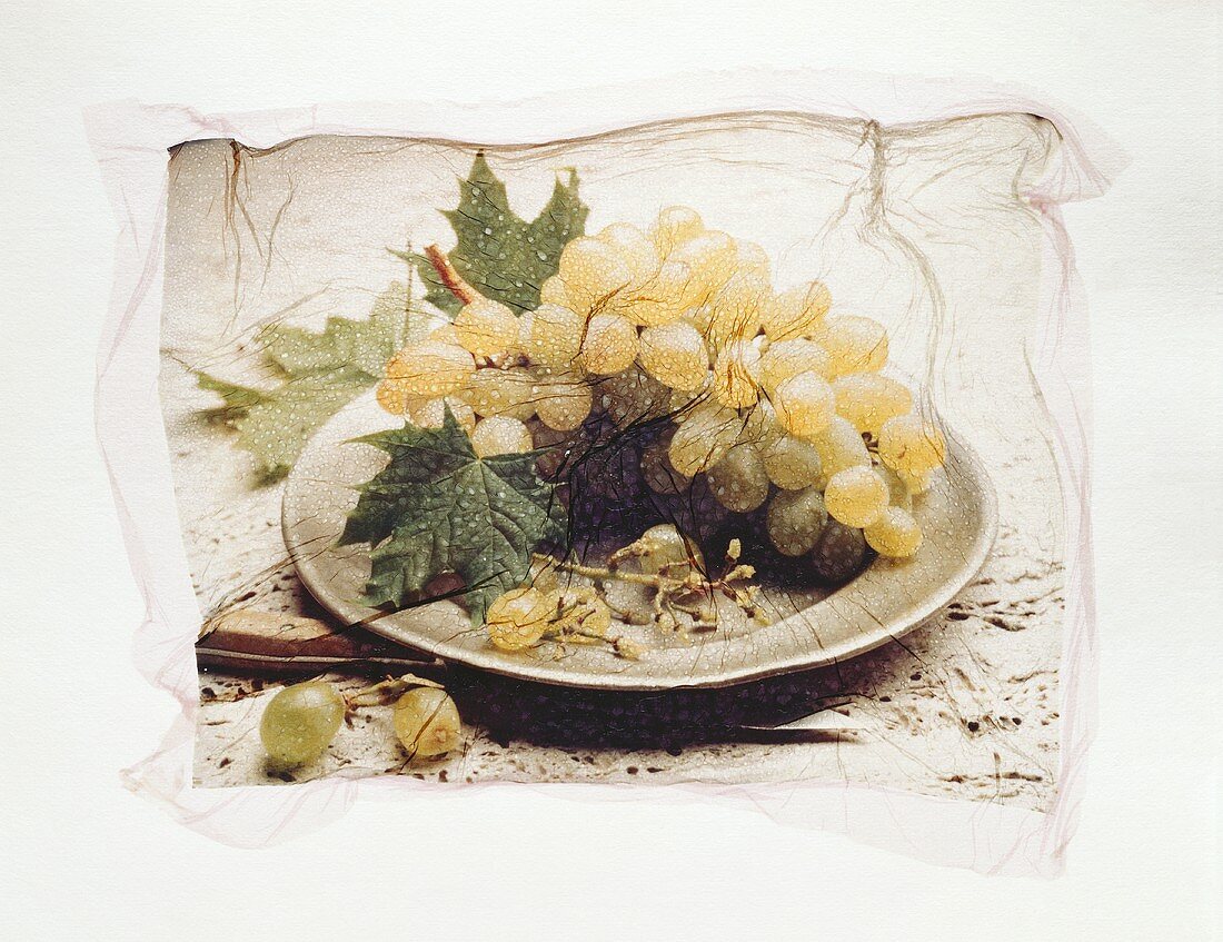 Stillleben mit Weintrauben - Abbildung auf Seidenpapier