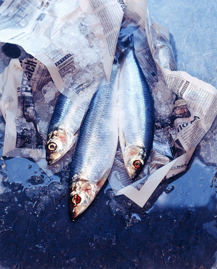 Herrings with ice wrapped in newspaper