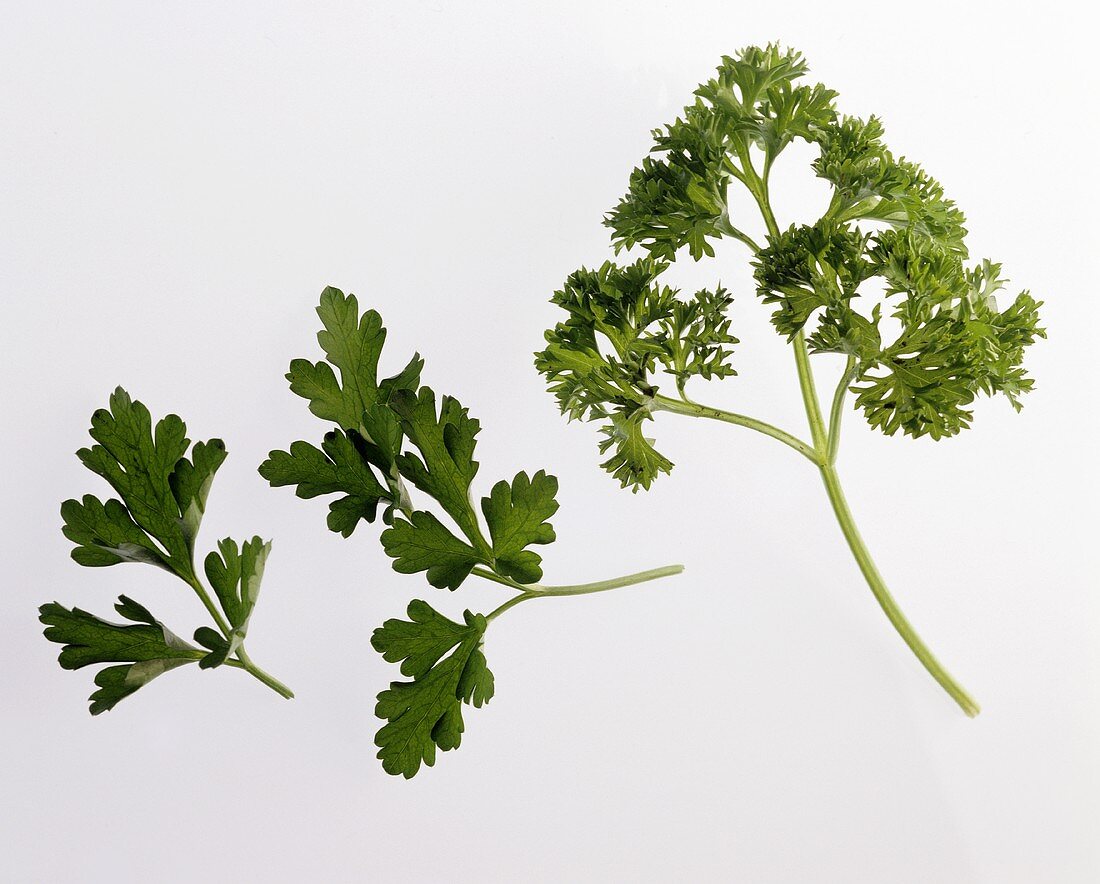 Flat-leaf and curly parsley