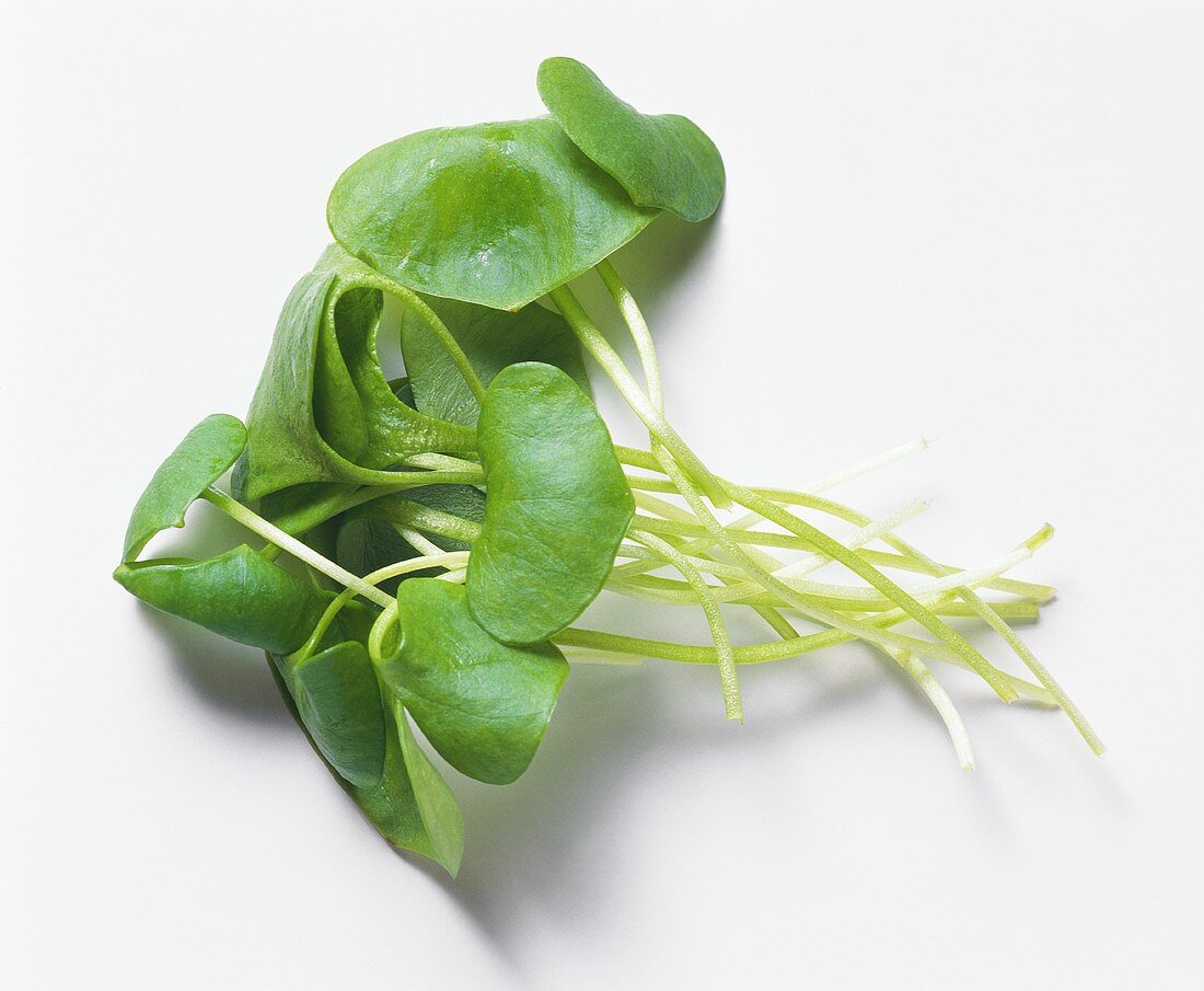 Fresh watercress