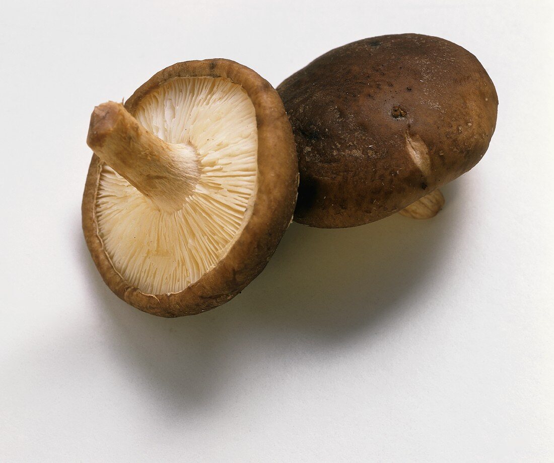 Two shiitake mushrooms