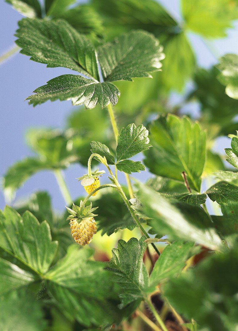 Grüne Erdbeeren an der Pflanze