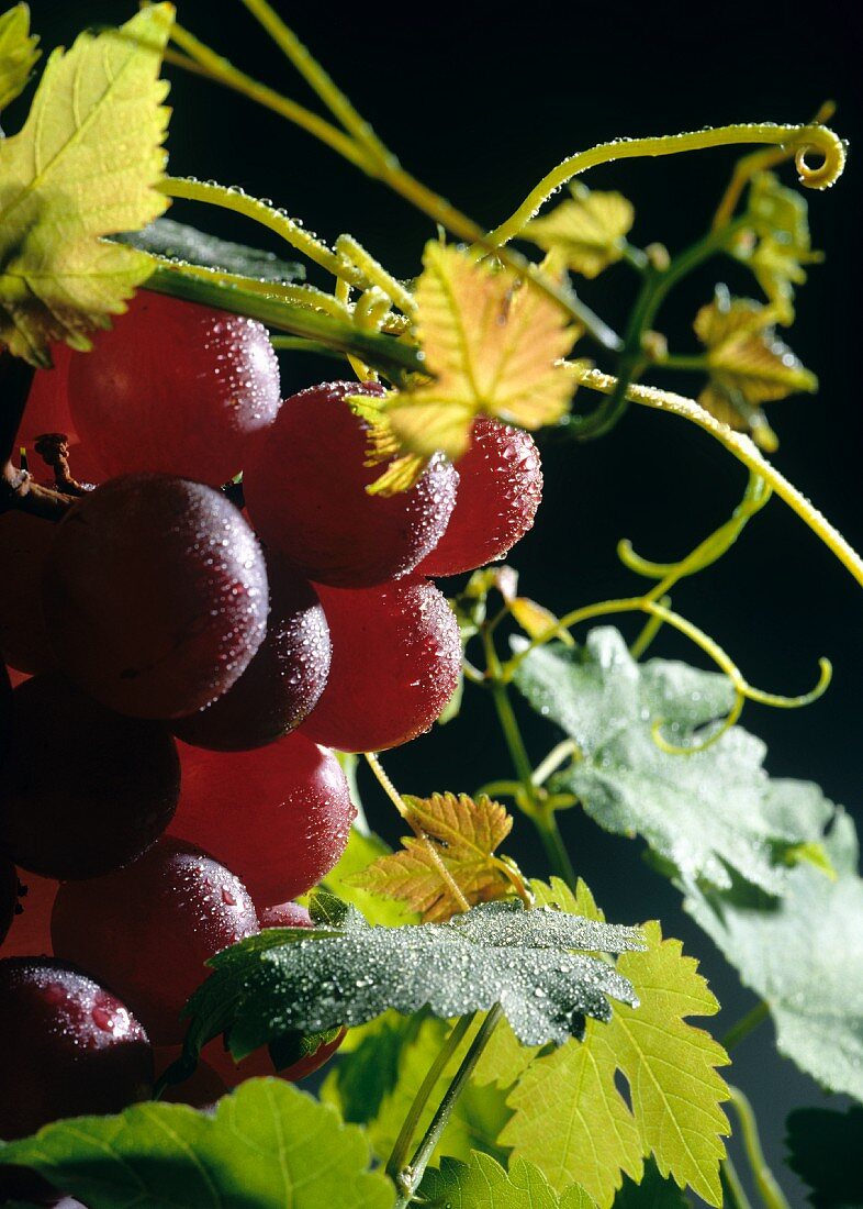 Rote Trauben mit Wassertropfen