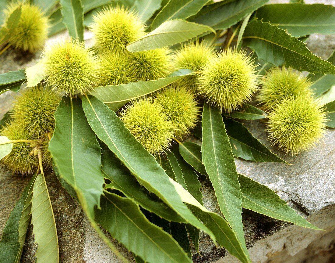 Sweet chestnuts in prickly shells with leaves