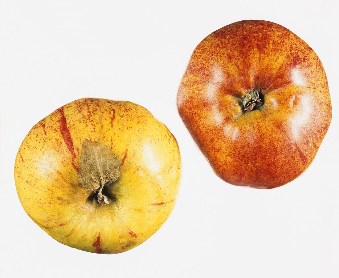 Zwei Gravensteiner Äpfel