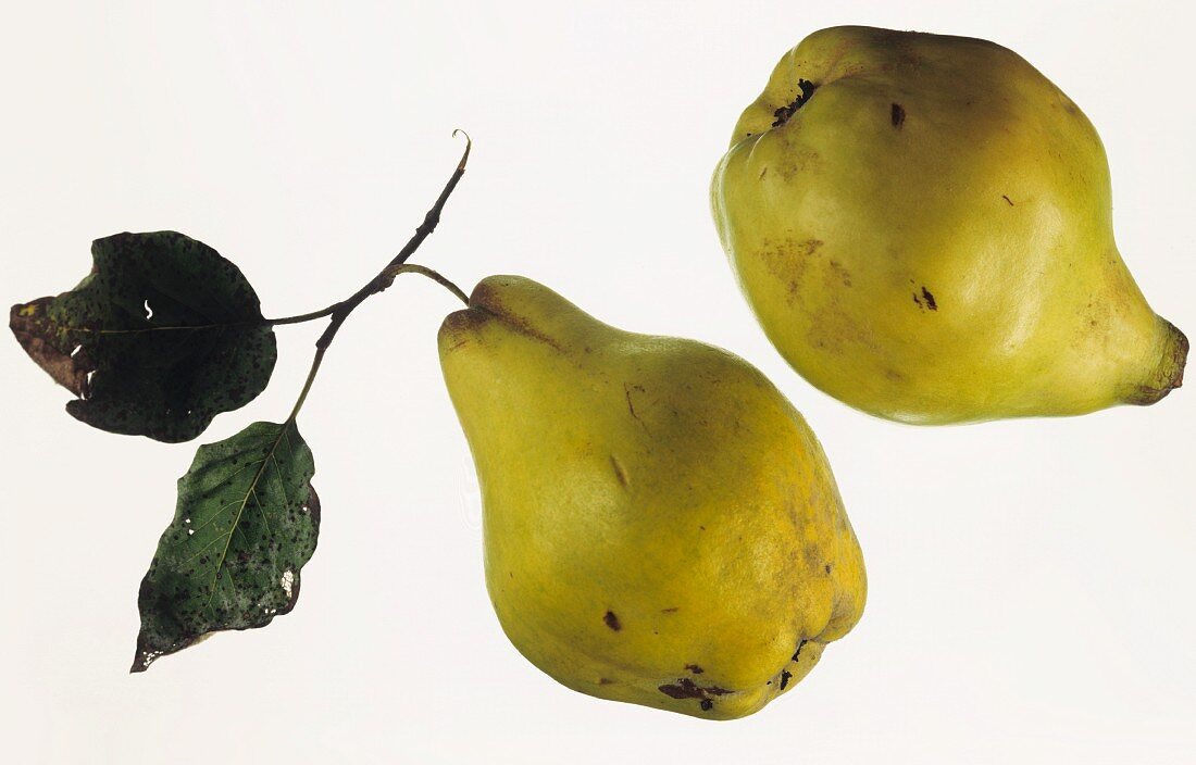 Two quinces with leaves