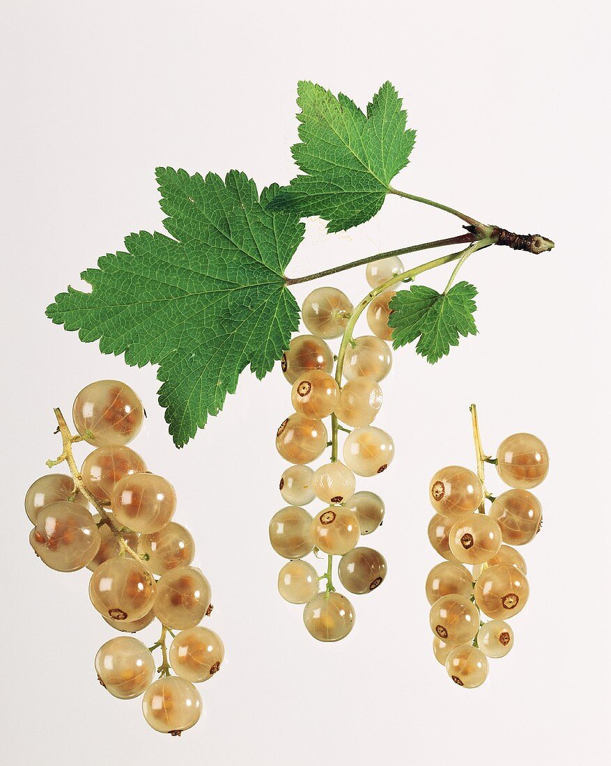 weiße Johannisbeeren mit Blatt