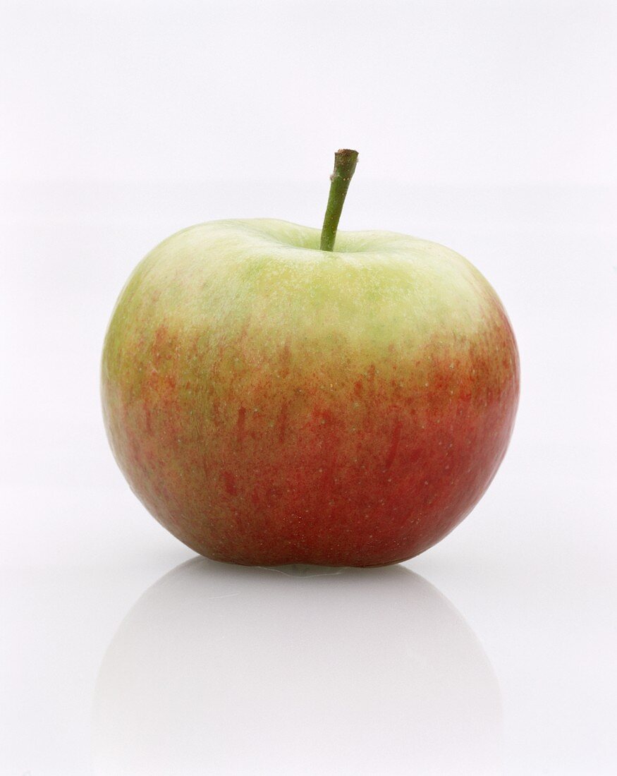 An Elstar apple