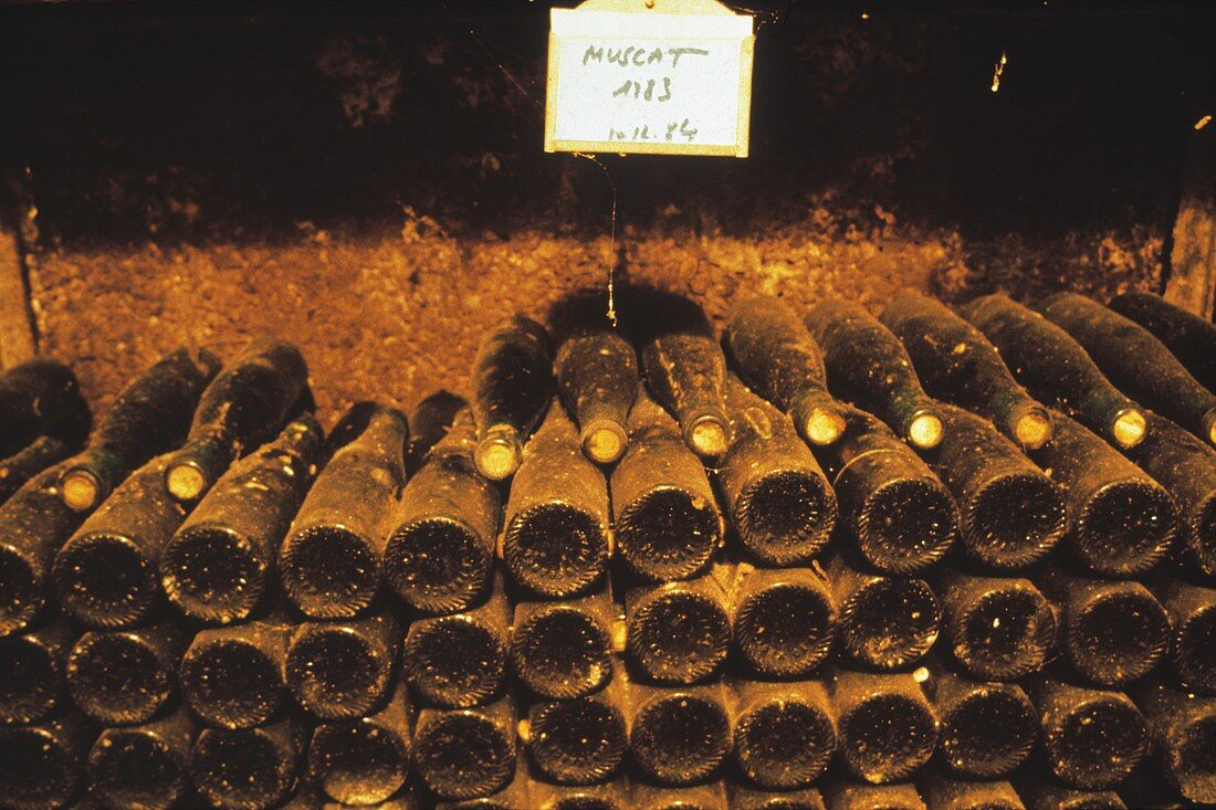 Alte Weinflaschen der Sorte Muscat lagern im Keller, Elsass