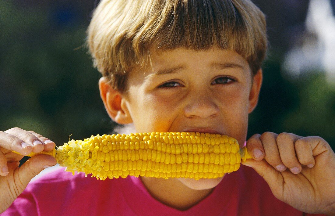 Small boy eating a corn cob
