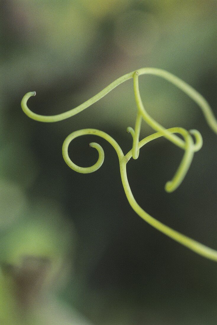 Tendrils looking for support: the vine is a climbing plant