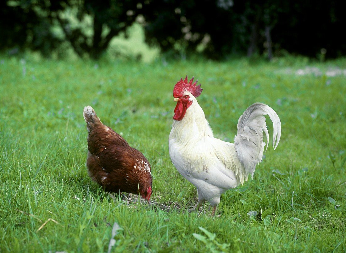 Ein weisser Hahn und ein Huhn auf der Wiese