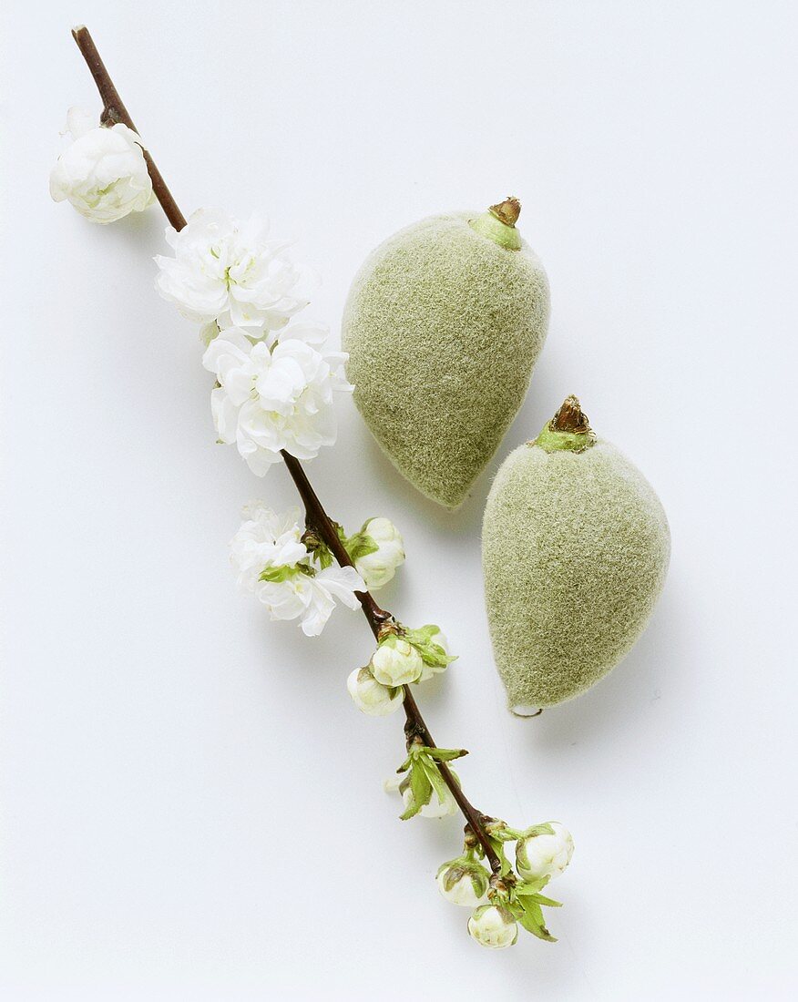 Two fresh almonds and a branch of almond blossom