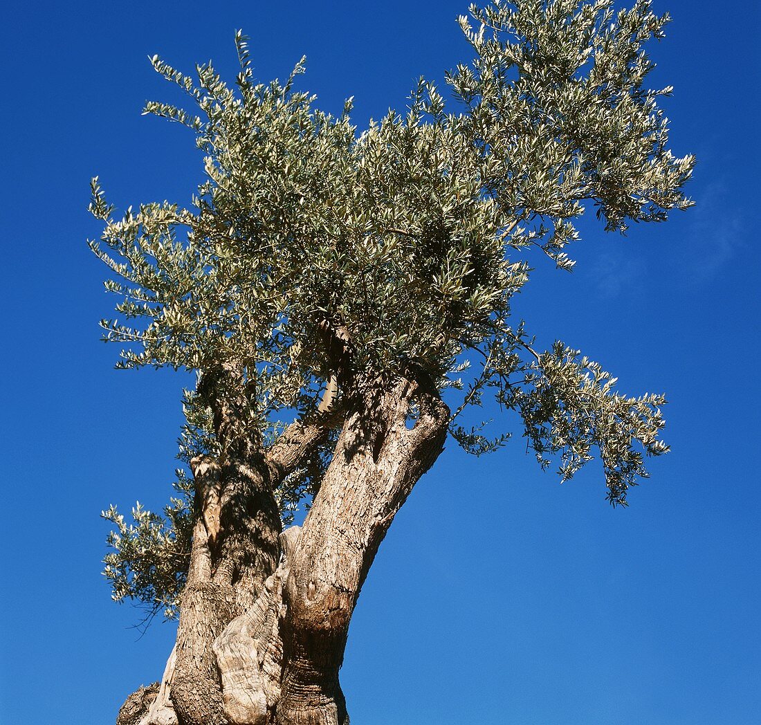 Olivenbaum vor blauem Himmel