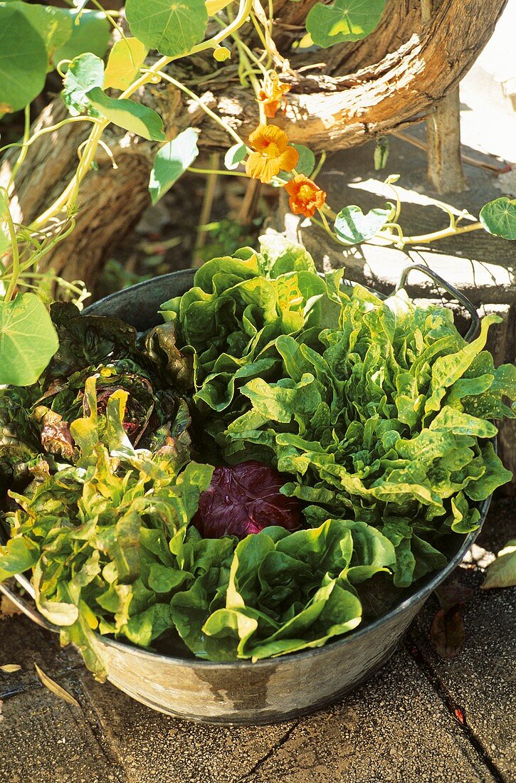Fresh salad leaves in bowl in open air
