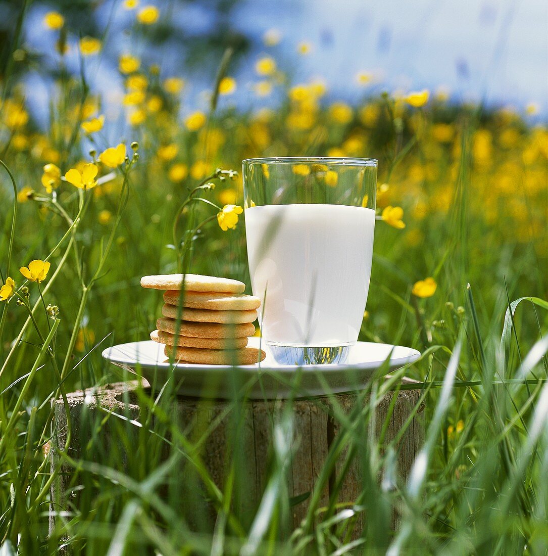 Glass of milk and biscuits in summer meadow